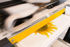 Screen printing a sunflower image on a piece of clothing